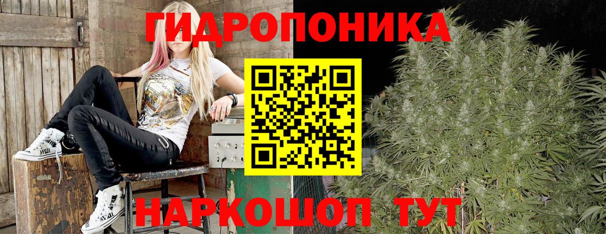 Каннабис сатива Кореновск